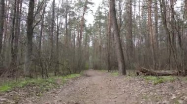 Ormanın içindeki yolun havadan görüntüsü.