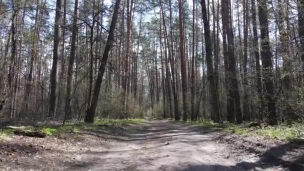 Aerial view of the road inside the forest — Stock Video