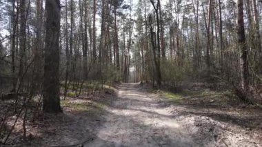 Ormanın içindeki yolun havadan görüntüsü.