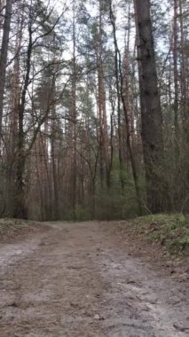 Ormandaki bir yolun dikey videosu, yavaş çekim.