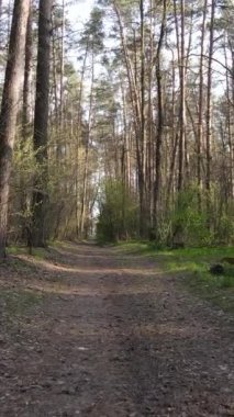 Ormandaki bir yolun dikey videosu, yavaş çekim.