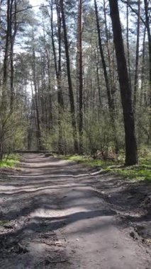 Ormandaki bir yolun dikey videosu, yavaş çekim.