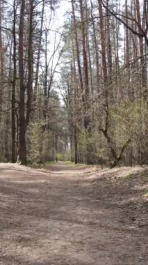 Ormandaki bir yolun dikey videosu, yavaş çekim.