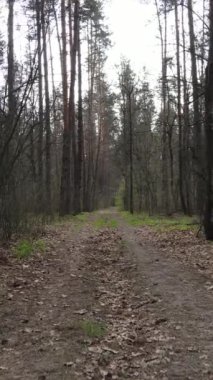 Ormandaki bir yolun dikey videosu, yavaş çekim.