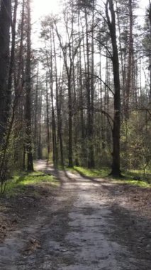 Ormandaki bir yolun dikey videosu, yavaş çekim.