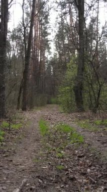 Ormandaki bir yolun dikey videosu, yavaş çekim.