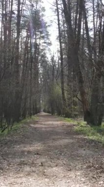 Ormandaki bir yolun dikey videosu, yavaş çekim.