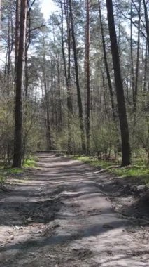 Ormandaki bir yolun dikey videosu, yavaş çekim.