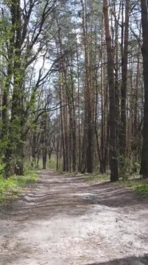 Ormandaki bir yolun dikey videosu, yavaş çekim.