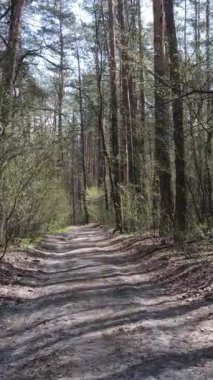 Ormandaki bir yolun dikey videosu, yavaş çekim.