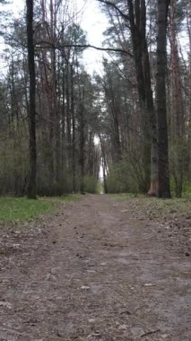 Ormandaki bir yolun dikey videosu, yavaş çekim.