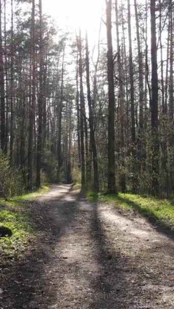 Vídeo vertical de un camino en el bosque, cámara lenta — Vídeos de Stock