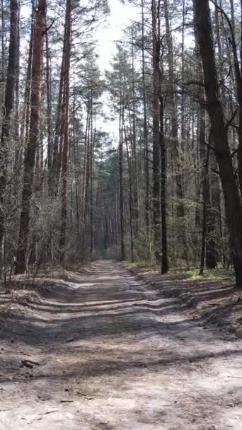 Vidéo verticale d'une route dans la forêt, au ralenti — Video