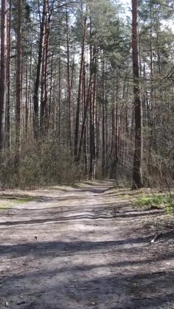 Vídeo vertical de un camino en el bosque, cámara lenta — Vídeo de stock