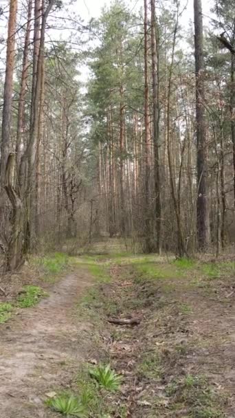 森林中一条路的垂直录像，慢镜头 — 图库视频影像