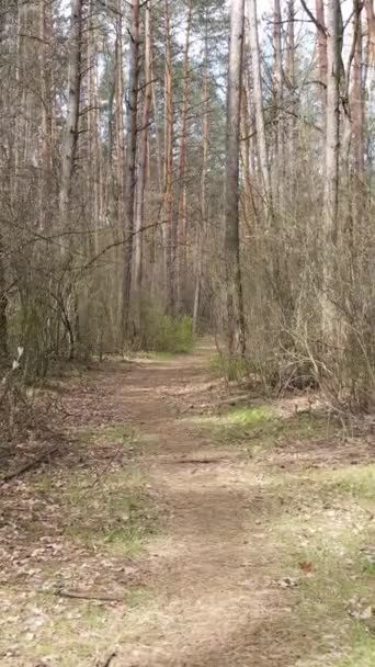 Вертикальне відео про дорогу в лісі, повільний рух — стокове відео