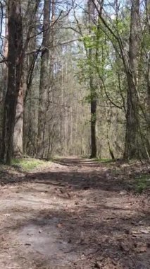 Ormandaki bir yolun dikey videosu, yavaş çekim.