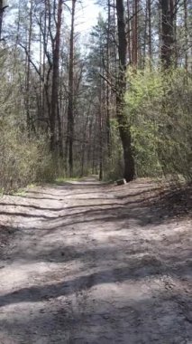 Ormandaki bir yolun dikey videosu, yavaş çekim.