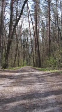 Ormandaki bir yolun dikey videosu, yavaş çekim.