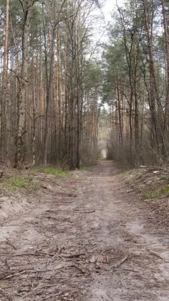 Video verticale di una strada nel bosco, rallentatore — Video Stock