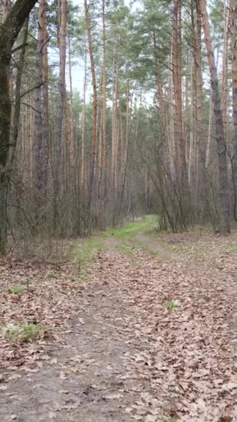 Video vertikal dari sebuah jalan di hutan, gerakan lambat — Stok Video