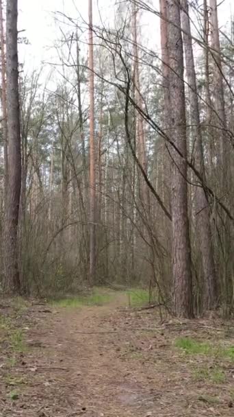 Vídeo vertical de un camino en el bosque, cámara lenta — Vídeo de stock