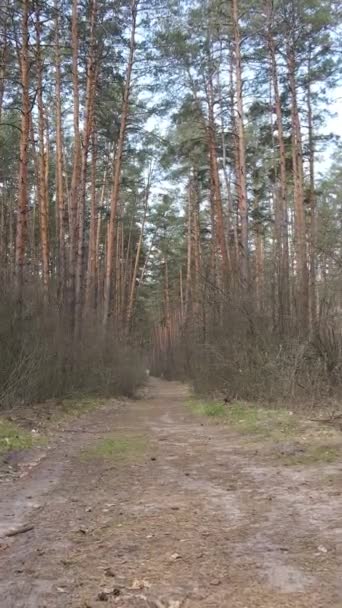 Vídeo vertical de uma estrada na floresta, câmera lenta — Vídeo de Stock