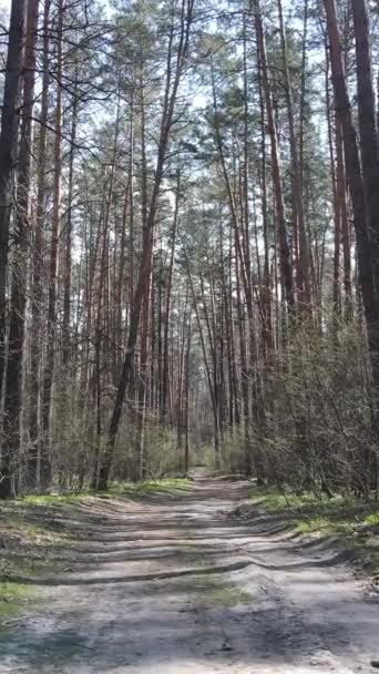 Vídeo vertical de un camino en el bosque, cámara lenta — Vídeos de Stock