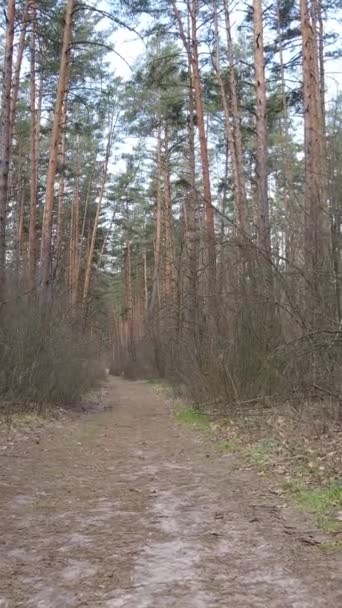 Vertikal video av en väg i skogen, slow motion — Stockvideo