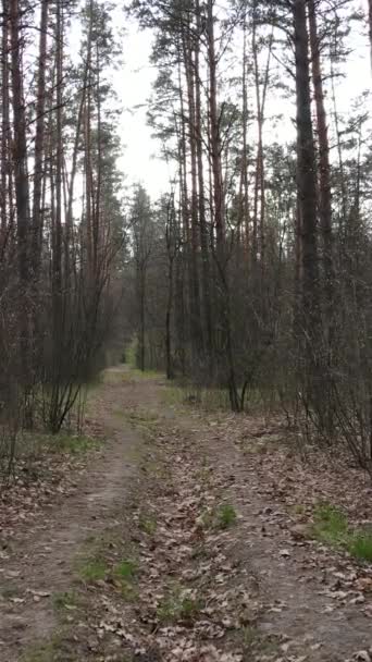 Vertikal video av en väg i skogen, slow motion — Stockvideo