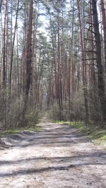 Vídeo vertical de un camino en el bosque, cámara lenta — Vídeos de Stock