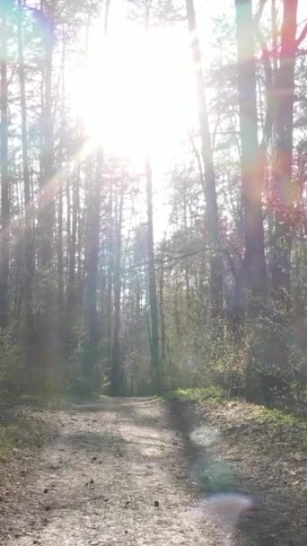 Pionowe wideo z drogi w lesie, zwolnione tempo — Wideo stockowe