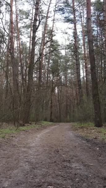 Vertikal video av en väg i skogen, slow motion — Stockvideo