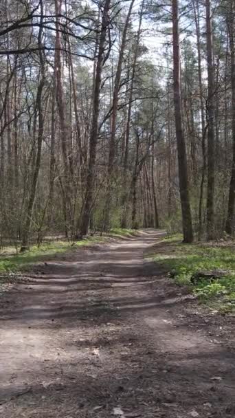 Vertikal video av en väg i skogen, slow motion — Stockvideo