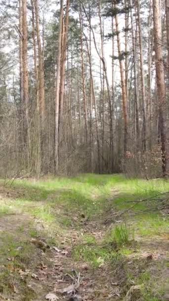 森林中一条路的垂直录像，慢镜头 — 图库视频影像