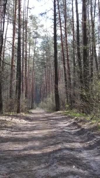 Vídeo vertical de un camino en el bosque, cámara lenta — Vídeo de stock