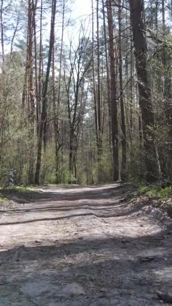 Вертикальне відео про дорогу в лісі, повільний рух — стокове відео