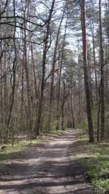 Ormandaki bir yolun dikey videosu, yavaş çekim.