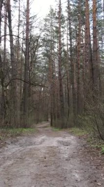 Ormandaki bir yolun dikey videosu, yavaş çekim.