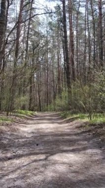 Ormandaki bir yolun dikey videosu, yavaş çekim.