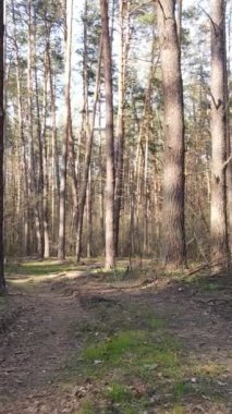 Ormandaki bir yolun dikey videosu, yavaş çekim.