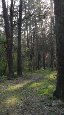 Ormandaki bir yolun dikey videosu, yavaş çekim.