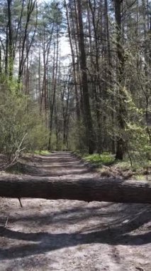 Ormandaki bir yolun dikey videosu, yavaş çekim.