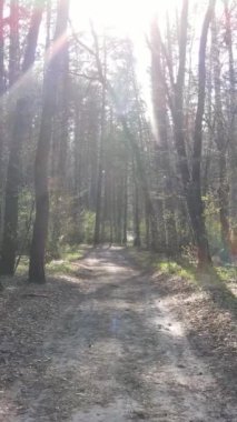 Ormandaki bir yolun dikey videosu, yavaş çekim.