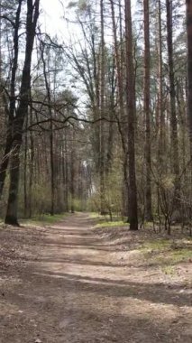 Ormandaki bir yolun dikey videosu, yavaş çekim.