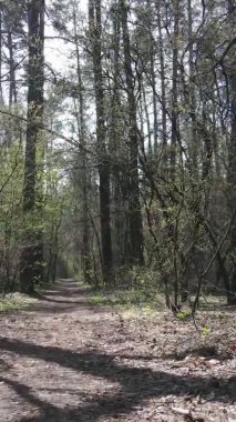 Ormandaki bir yolun dikey videosu, yavaş çekim.