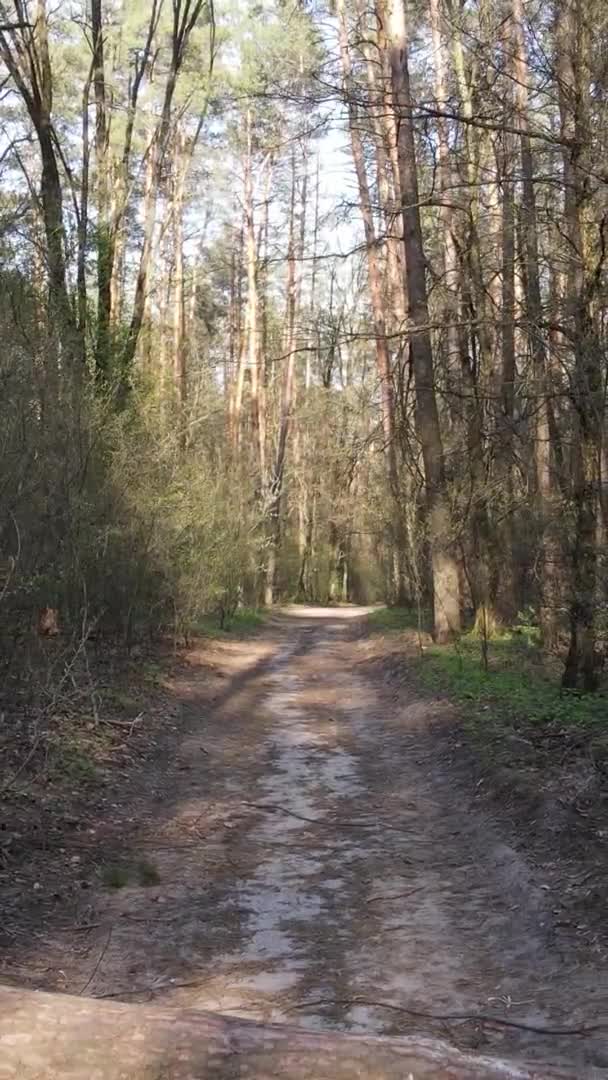 Vidéo verticale d'une route dans la forêt, au ralenti