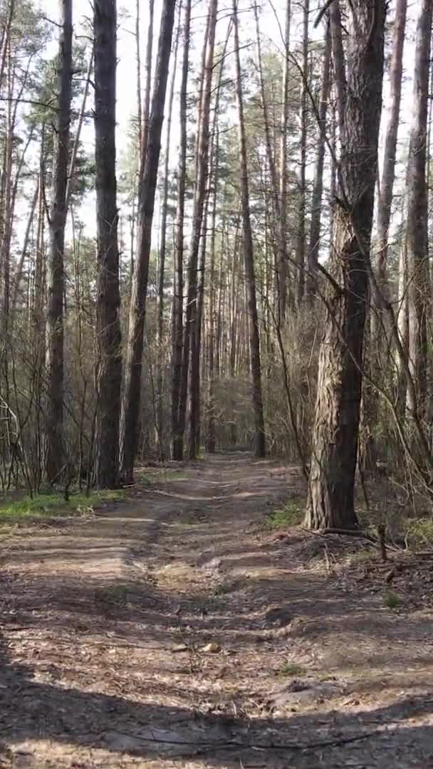 Vidéo verticale d'une route dans la forêt, au ralenti