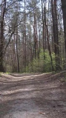 Ormandaki bir yolun dikey videosu, yavaş çekim.