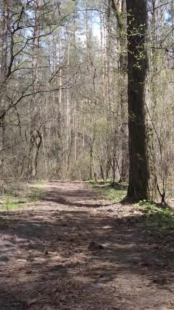 Vertikal video av en väg i skogen, slow motion — Stockvideo